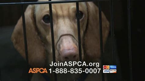 Sad Animal Commercial : ASPCA commercial, not mine. Just had to cut it ...