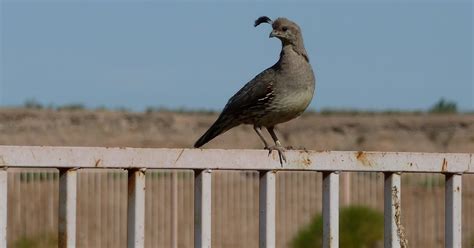 Hundewanderer.com: Gambel's Quail Eggs