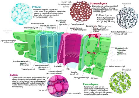 Ground tissue - Wikipedia