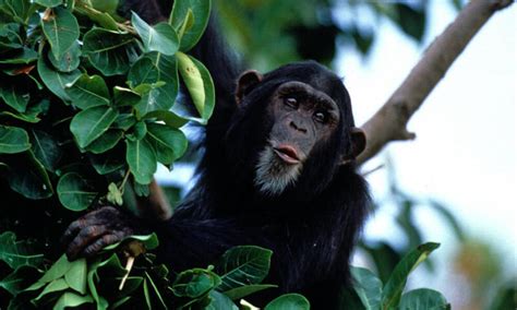 Chimpanzees | Species | WWF