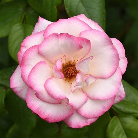 Top 13 Climbing Roses For Zone 9 - SONG OF ROSES