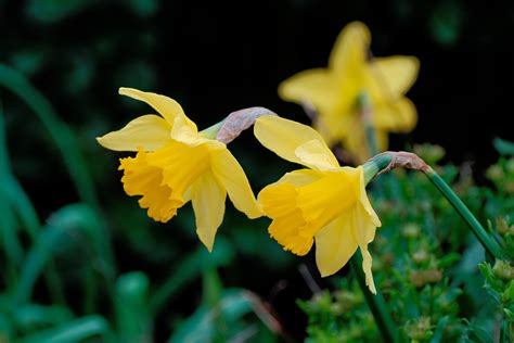 Yellow Daffodils Free Stock Photo - Public Domain Pictures