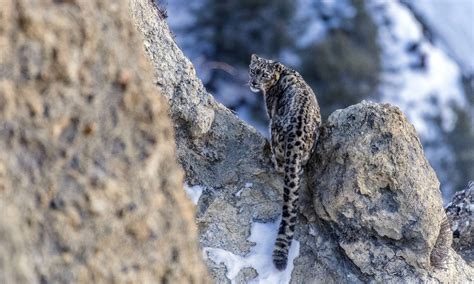 Tashi R. Ghale, The guardian of the Snow Leopards in Nepal Himalayas ...