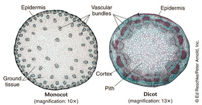 Herbaceous Dicot Stem Showing The External Features