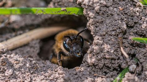 How To Get Rid Of Ground Bees? – Forbes Home