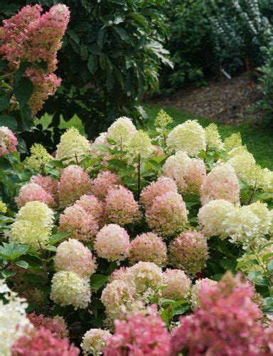 3 Tips for Growing Hydrangeas in Full Sun - My Proven Winners ColorChoices