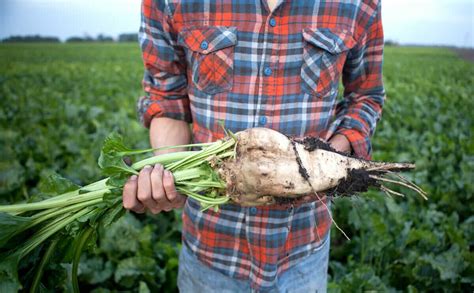 In Season: Sugar Beets - Modern Farmer