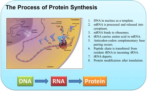 protein synthesis