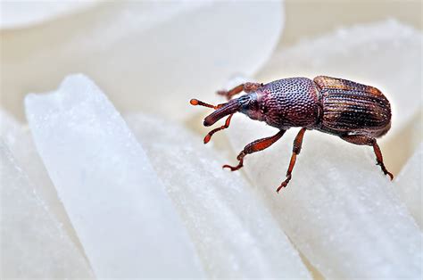 Weevils in Bed - How to Get Rid of Them - Homenish