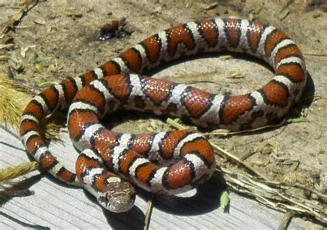 Eastern Milk Snake - Learn About Nature