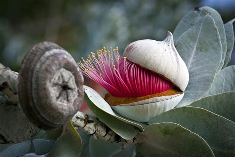 Eucalyptus flower bud opening up. : woahdude