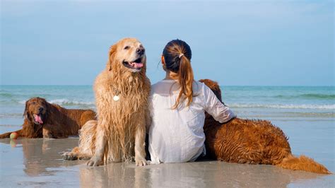 7 Most Sociable Dog Breeds For Families