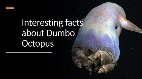 Interesting facts about Dumbo Octopus - Biohavoc