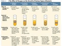 Facultative anaerobic organism ~ Everything You Need to Know with ...