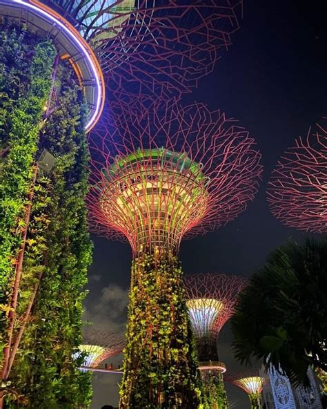 Night show 'Garden Rhapsody' is mesmerizing! Those supertrees from ...