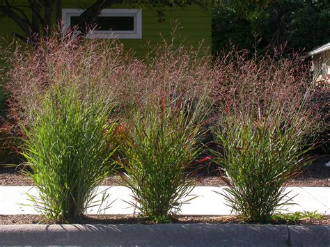 Sow Wild Natives-Switchgrass (Panicum virgatum)