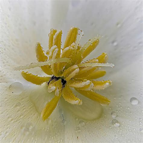 Rain drops on a flower : r/pics