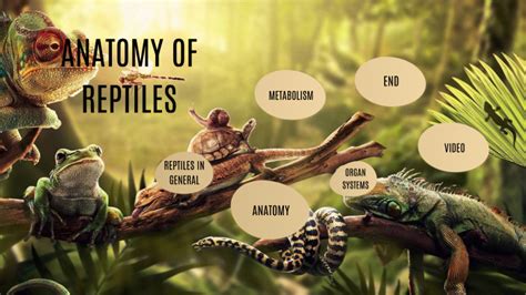 ANATOMY OF REPTILES by Vojtěch Pistulka on Prezi