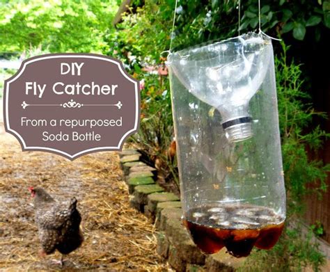 17 Best images about DiY fly trap on Pinterest | Fruit flies, Bottle ...