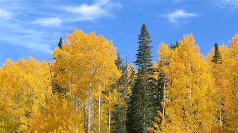 Fall Colors On Grand Mesa Photograph by Carl Deaville | Fine Art America