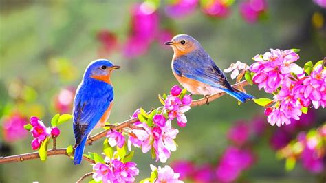 18++ Nature With Bird HD wallpaper | Pxfuel