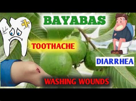 BAYABAS - herbal/halamang gamot sa pagtatae|sakit ng ngipin| at pang ...