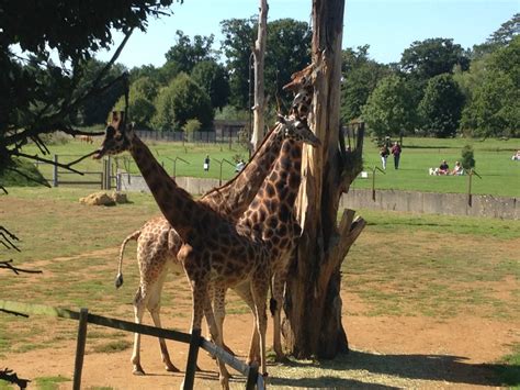 Cotswold Wildlife Park and Gardens - Red Kite Days