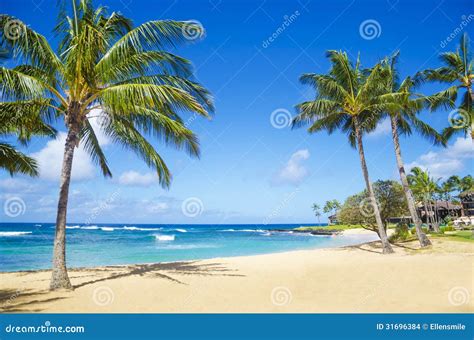 Palm Trees On The Sandy Beach In Hawaii Stock Photo - Image of outdoors ...