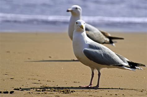 Seagull On The Beach Free Stock Photo - Public Domain Pictures