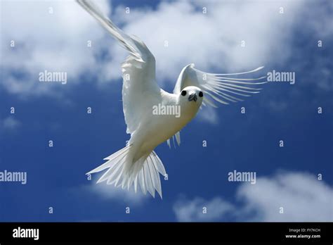 Flying Fairy Tern bird Stock Photo - Alamy