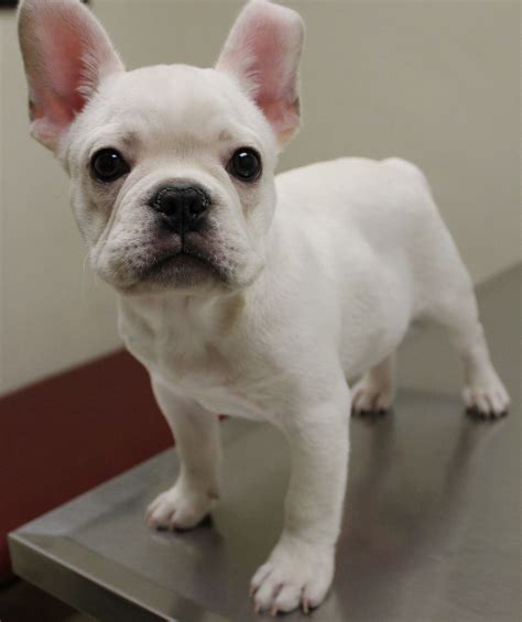 Chihuahua X French Bulldog For Sale - Pets Lovers