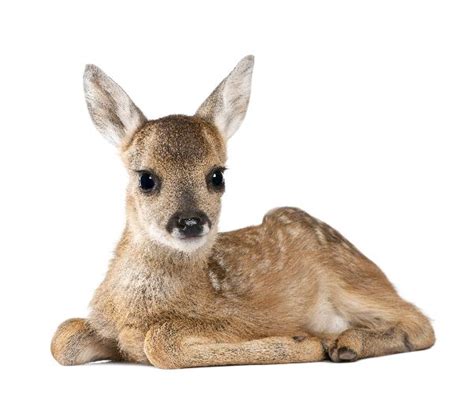 Roe Deer Fawn Facts - Animal Facts and Information