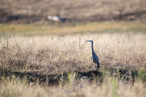 White-Faced Heron Bird - Free photo on Pixabay - Pixabay