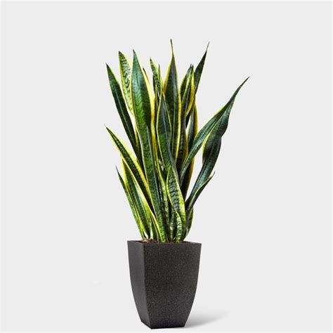 SNAKE PLANT – Bonart Biophilia