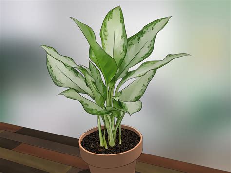 How to Care for Indoor Plants: 15 Steps (with Pictures) - wikiHow