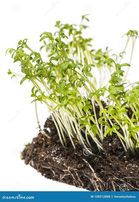 Cress Sprouts Lepidium Sativum Stock Photo - Image of foliage, white ...