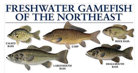 Freshwater Fish Chart