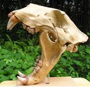 American Lion Fossils with Facts and Pictures