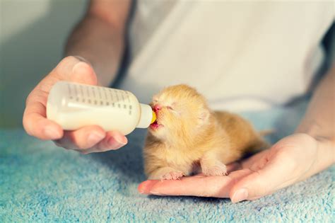 Kitten Bottle Baby Program - Houston Pets Alive!