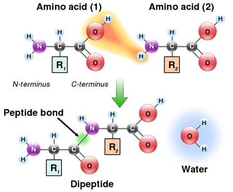 What is the Difference Between Amide and Peptide Bond - Pediaa.Com