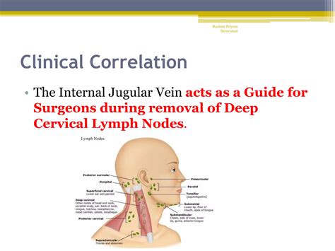 Internal Jugular Vein | PPT