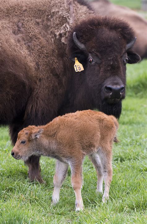 It’s baby bison time! Fermilab sees first new addition to the herd for 2016