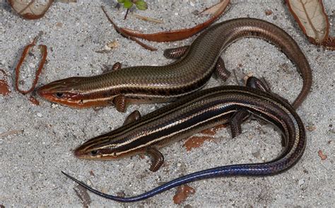 Southeastern Five-Lined Skink Facts, Habitat, Diet, Life Cycle, Baby ...