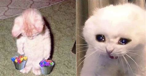 Gato Llorando Meme - Llorando Microfono Gatito Dopl3r Graciosos ...