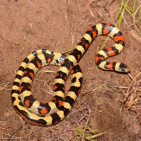 15 best Milk Snakes images on Pinterest | Milk snake, Snakes and Reptiles