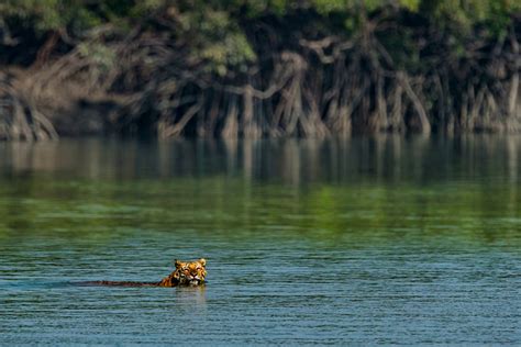 Protecting tigers, people and their vital habitats in the Sundarban ...