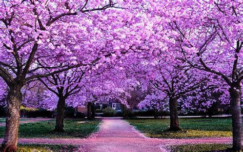 Cherry Blossom Trees Wallpaper 4K, Purple Flowers, Pathway, Park