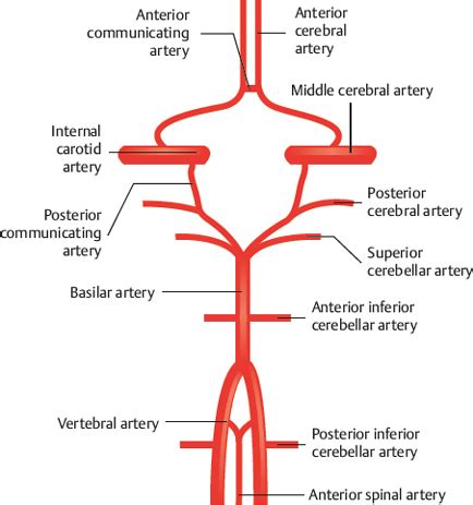 Cerebral Arterial Circle (Circle of Willis) | Radiology Key