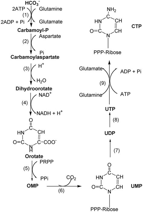 Purine and Pyrimidine Nucleotide Synthesis and Metabolism