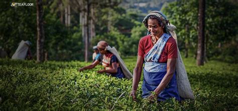 5 of the Most Charming Darjeeling Tea Gardens in the World